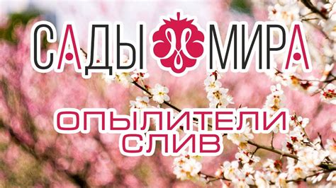 ОПЫЛИТЕЛИ ДЛЯ СЛИВ 🍈🍒🍈 - YouTube