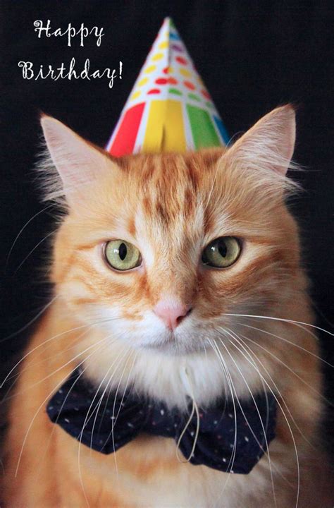 Free Cat Birthday Cards Printable - Printable Templates