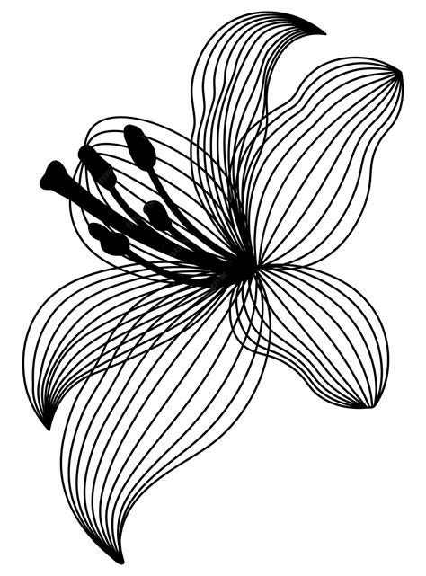 dessin de fleur de lys dessin de lys lys vecteur premium