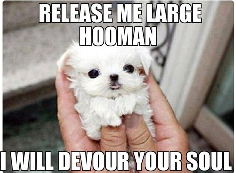 The best Soul memes :) Memedroid