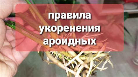 53. правила укоренения ароидных. t.me/fdob59 vk.com/fdob59 - YouTube