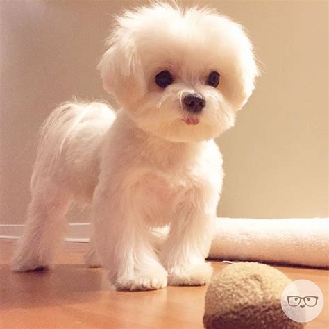 maltipoo puppy haircuts