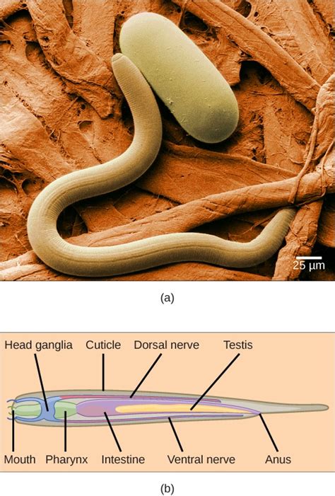 Nematoda Phylum
