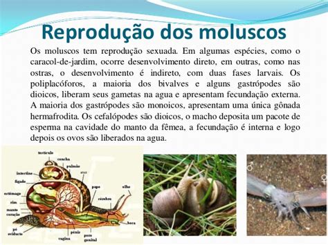 Reprodução Do Molusco