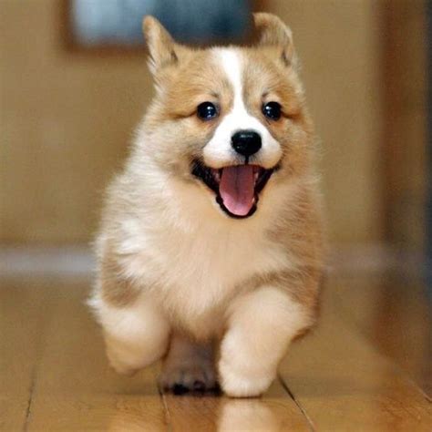 Corgi smile – Artofit