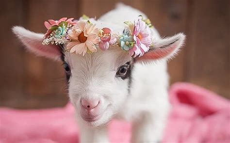 Pin on Cute animals