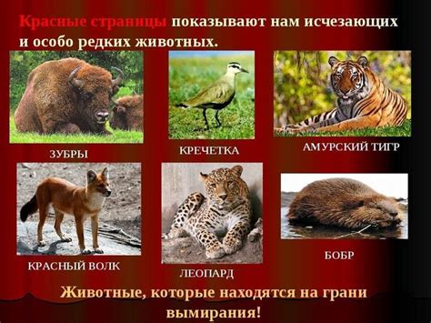 Картинки животных из красной книги с названиями для детей.