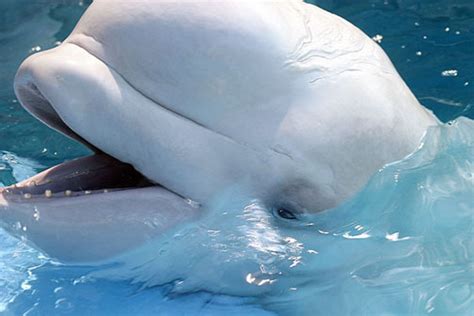 Beluga Whales - Beluga Whales Photo (3197170) - Fanpop