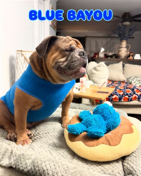 Tabitha Jefferson Moore | Barkley & Bama’s play date with Blue Tha