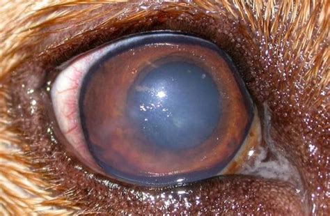 Comiendo Hornear Mal funcionamiento ulcera en el ojo de un perro ...