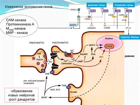 Когнитивные функции - презентация онлайн