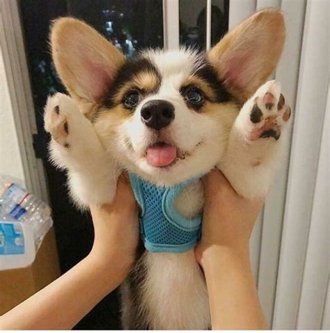 cute  funny pictures  corgis
