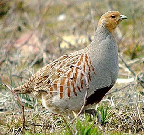 Серая куропатка – описание птицы, фото видео