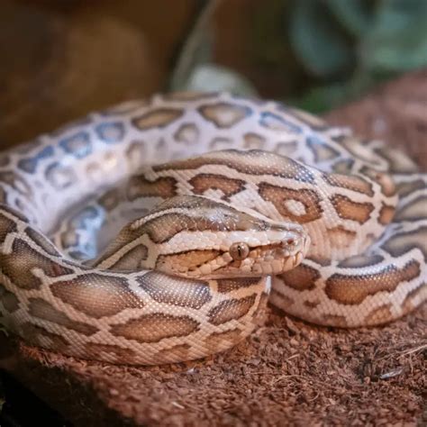 Burmese Python Snake Information - Petrapedia