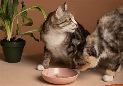Нужно ли кормить кошку по расписанию?