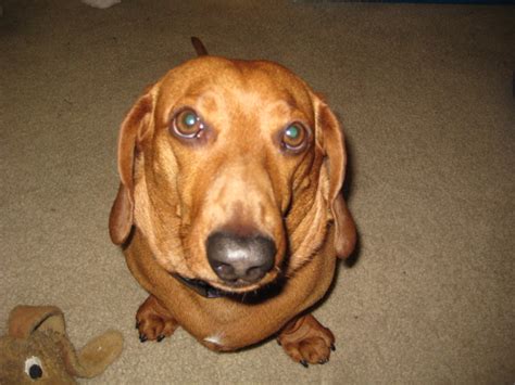 In Praise of Barking — SHEA MAGAZINE