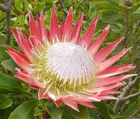 Flower Meaning - Strength Courage and Love - HubPages