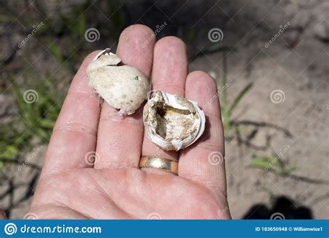 Snapping Turtle Eggs