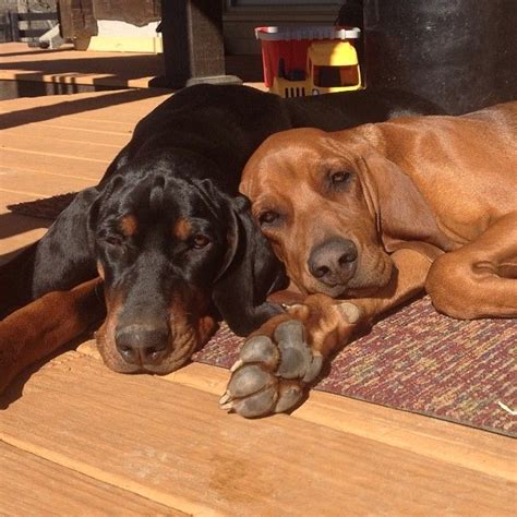 Redbone Coonhound Size Chart - dopi