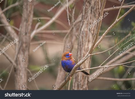 35 Common grenadier Images, Stock Photos & Vectors | Shutterstock