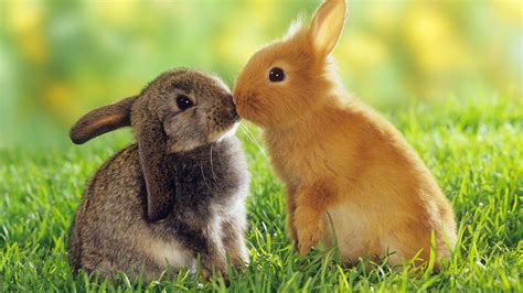 Cute Baby Animal Wallpapers | PixelsTalk.Net