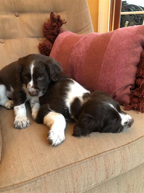 Chestnut Oak English Springer Spaniels | Beaver Springs PA