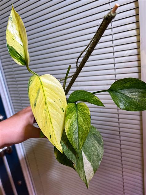 Jessenia 😍 : r/pothos
