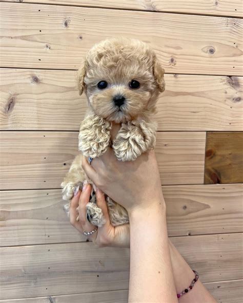 Teacup toy poodles for adoption - dogs for rehoming near me dogs for