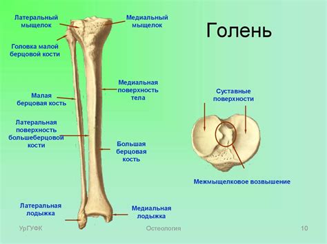 Кости нижней конечности - презентация онлайн