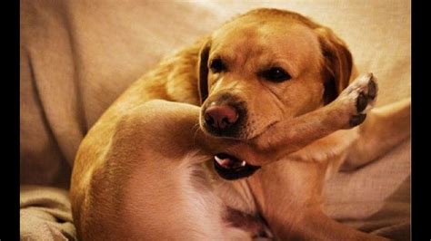breed  dog    stupid  jimmy ray blog