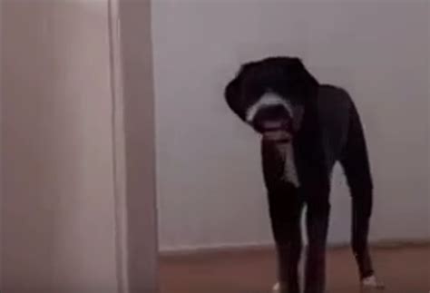Dog has got some nice teeth