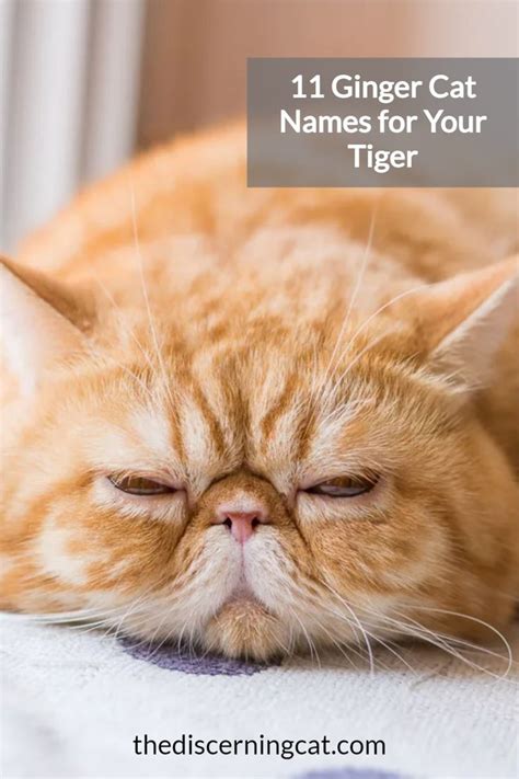 ginger cat names disney  alica martel blog