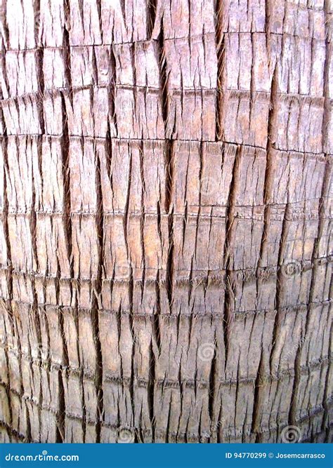 Como Se Llama El Tronco De La Palmera