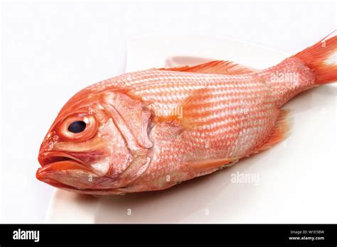 orange roughy high resolution stock photography  images alamy