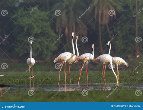 Greater Flamingo Flock Standing in the Wetland Stock Image - Image of ...