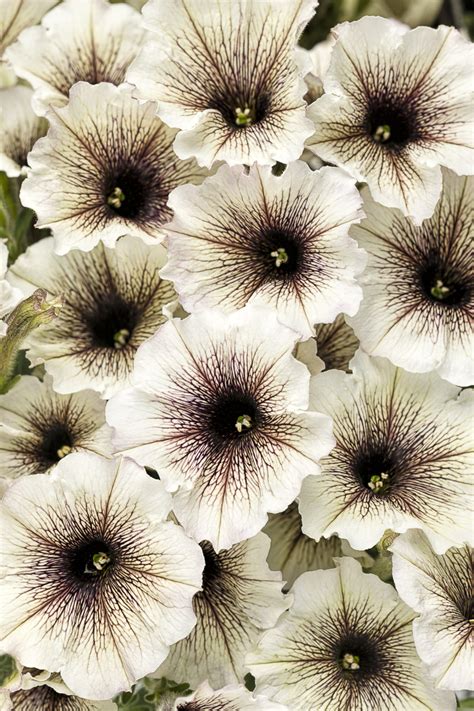 Petunia (Supertunia) - Latte - Milaegers