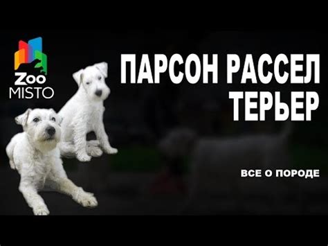 Парсон Рассел Терьер - Все о породе собаки | Собака породы - Парсон ...