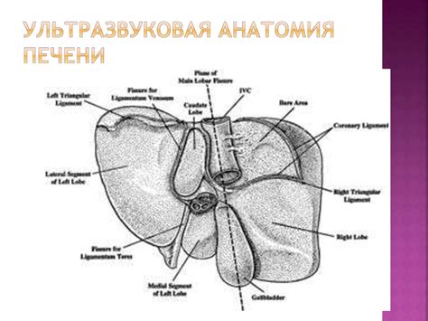 Ультразвуковое исследование поджелудочной железы - презентация онлайн