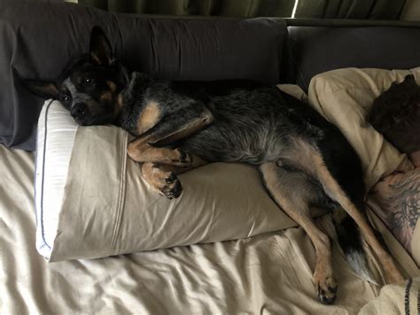 Move your feet, lose your seat. : r/AustralianCattleDog