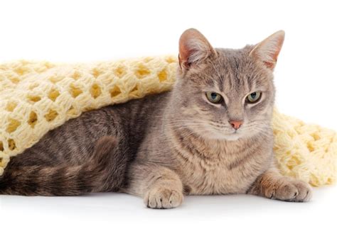 Premium Photo | Gray house cat