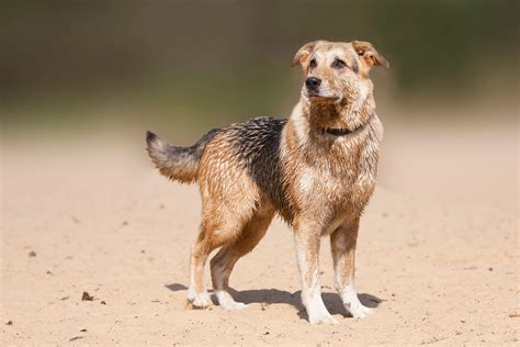 German Sheprador Dog Breed Information and Characteristics