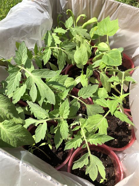nudegardening
