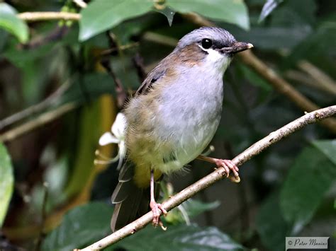 Grey-headed Robin