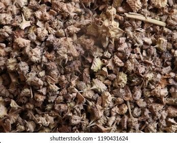 tribulus terrestris fruit gokhruthe seeds devils stock photo edit
