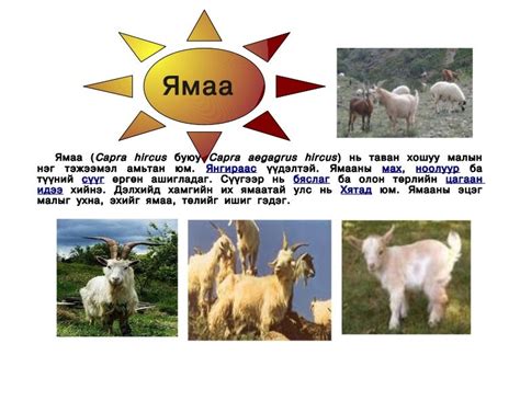 ямаа