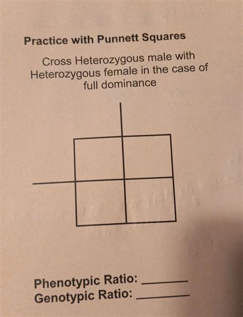 Solved Practice with Punnett Squares Cross Heterozygous male | Chegg.com