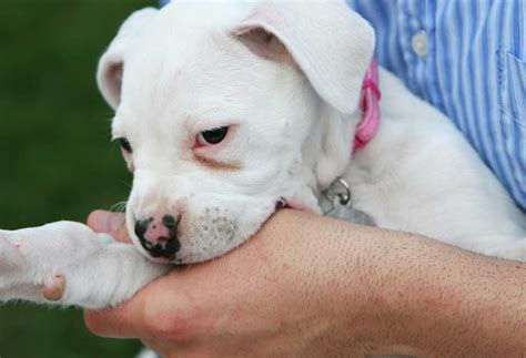 how to discipline a dog for biting