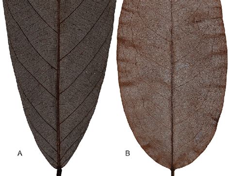 Diagram Of Parallel Leaf Venation | Leafandtrees.org