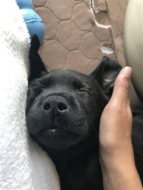 Mabel the black lab puppy and future service dog 💜 : r/puppy
