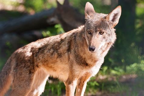 rare wolf species rare mexican gray wolves set   reintroduced